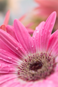 Gerbera flower after rain showers, Gerbera hybrid, Barberton Daisy, close-up Gerbera flower after rain showers, Gerbera hybrid, Barberton Daisy, close-up
